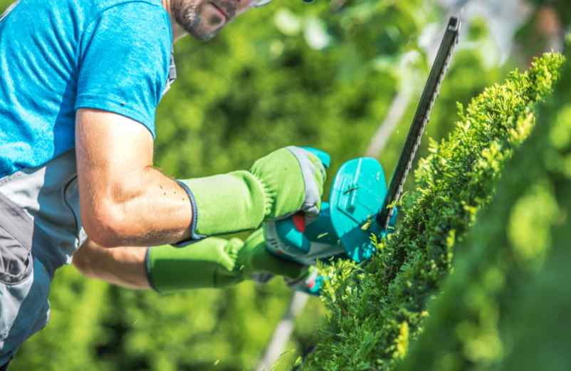 Quand faut-il tailler sa haie ? Quand faut-il tailler sa haie ?